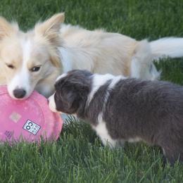 Border Collies from Cu Reabtha Border Collies