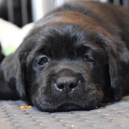 Labrador Retriever Puppies from Ronara Labradors