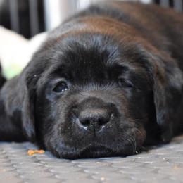 Labrador Retriever Puppies from Ronara Labradors