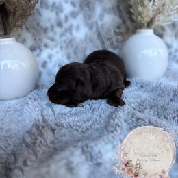 Dachshund Puppies from CSW Dachshunds