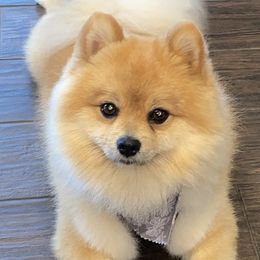 Pomeranians from Tinker