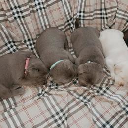 Dilute Retriever Puppies from Virdin’s Silver Labs