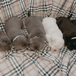 Dilute Retriever Puppies from Virdin’s Silver Labs