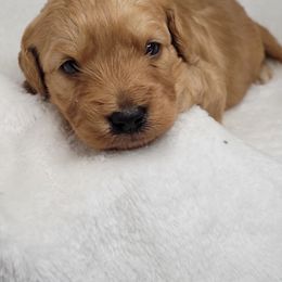 Goldendoodle Puppies from Lake Village Doodles