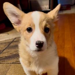 Blue collar - Fawn male Pembroke Welsh Corgi puppy in Oxford, Pennsylvania from K&S Quality Pembroke Welsh Corgi’s