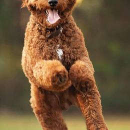 Bernedoodles and Goldendoodles from Vineyard Doodles