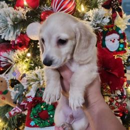 Robin - Cream male Dachshund puppy in Bedias, Texas from Faith & Grace Doxies
