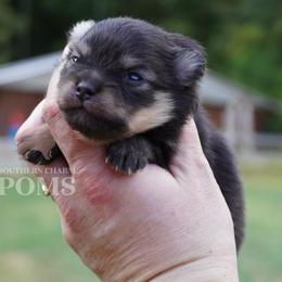 Boy 1 - Black and tan male Pomeranian puppy in Kingston, Georgia from Southern Charm Poms