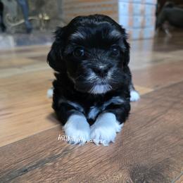 Girl1 - Black and white female Havanese puppy in Batesville, Arkansas from Hillbilly Havanese