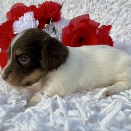 Eve - Chocolate and cream female Dachshund puppy in Colbert, Oklahoma from Brooke Crenshaw