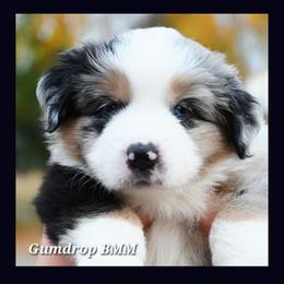 Labrador Retriever and Miniature American Shepherd Puppies from ROCK CREEK LABRADORS Pasco, WA