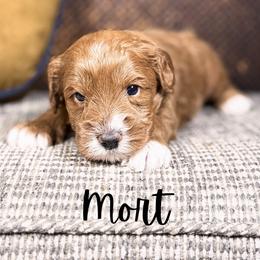 Mort - Red male Australian Labradoodle puppy in Decatur, Alabama from Southern Meadows Doodles