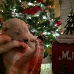 Lilac - White female Samoyed puppy in San Antonio, Texas from Hill Country Samoyeds