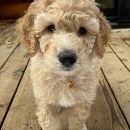 Goldendoodle Puppies from Lundee Doodles