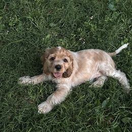 Toby - Buff male Cocker Spaniel puppy in Cincinnati, Ohio from Sweet Peach Cocker Spaniels