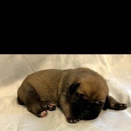 Cane Corso Puppies from Steel Cane Corso