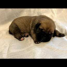 Cane Corso Puppies from Steel Cane Corso
