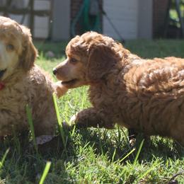 Poodles from GameOn Poodles