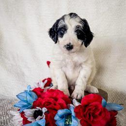 Kalispel (Kali) - White and black female Bordoodle puppy in Elizabeth City, North Carolina from Howdy Doodles