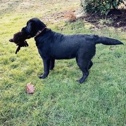 Labrador Retriever puppies from Pure Joy Labradors and Mini Dachshunds
