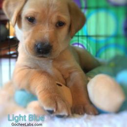 Labrador Retriever Puppies from GocheeLabs