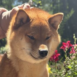 Dunken - Shiba Inu
