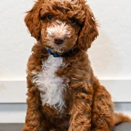 Bernedoodle and Goldendoodle Puppies from Sun Valley Goldendoodles
