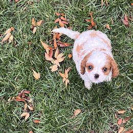 Cavalier King Charles Spaniels from Baker Family Cavalier King Charles Spaniels