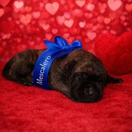 Mescalero - Tiger male Perro de Presa Canario puppy in Horizon, Texas from Mesquite Creek Kennels