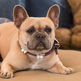 French Bulldogs from B-S Ranch