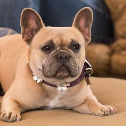French Bulldogs from B-S Ranch