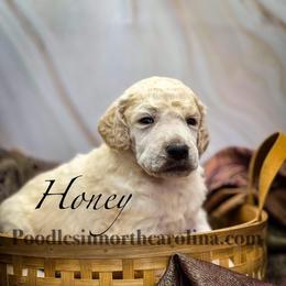Honey - Cream female Poodle puppy in Greenville, North Carolina from Grace Poodles