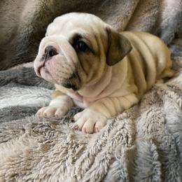 Bulldog Puppies from Semper Fi Bulldogs
