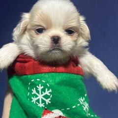 Lemon male - Lemon and white male Japanese Chin puppy in Salem, Oregon from Chinnychinchinofsalem