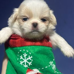Lemon male - Lemon and white male Japanese Chin puppy in Salem, Oregon from Chinnychinchinofsalem