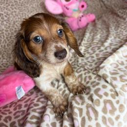 Tommy - Piebald male Dachshund puppy in Lake City, Florida from My Ditzy Doxies of Florida