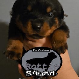 Grey Collar Boy 4 - Black and mahogany male Rottweiler puppy in Shepherdsville, Kentucky from Rottie Squad Kennel