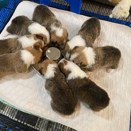 Pembroke Welsh Corgi Puppies from Silver Mae Kennel