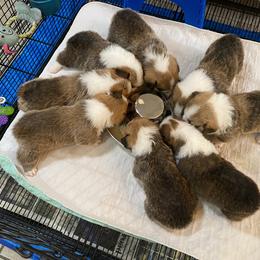 Pembroke Welsh Corgi Puppies from Silver Mae Kennel