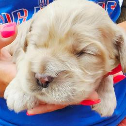 Marlin - Cream male Cockapoo puppy in Indiahoma, Oklahoma from Phamily Doodles