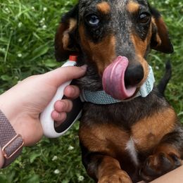Dachshund puppies from Lost River Shorty's