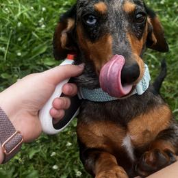Dachshund puppies from Lost River Shorty's