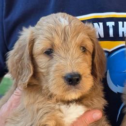 Maximus - orange collar - Max - Cream male Goldendoodle puppy in Phoenix, Arizona from Kerri's Goldendoodles