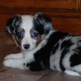 Miniature American Shepherd and Miniature Australian Shepherd Puppies from Fuzy Butts Mini & Toy Aussies