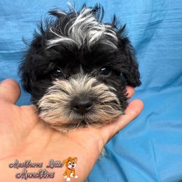 Santana - Black and white male Schnoodle puppy in Pisgah, Alabama from Mashburns Little Munchkins