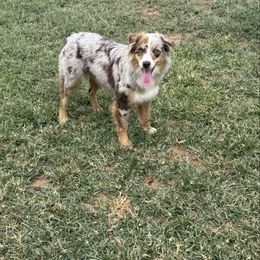 Australian Shepherd puppies from Jo’s Aussies