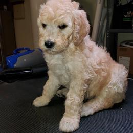 Goldendoodle Puppies from Bert's Doodles