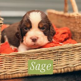 Sage - Liver white and tan female English Springer Spaniel puppy in Uvalda, Georgia from Willow Creek Farms