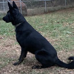 German Shepherds from Home Grown Shepherds