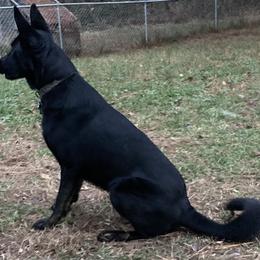 German Shepherds from Home Grown Shepherds